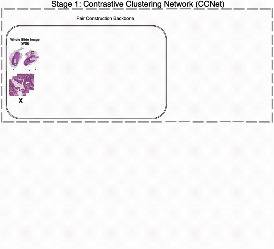 Contrastive Pre-Training & MIL for MSI